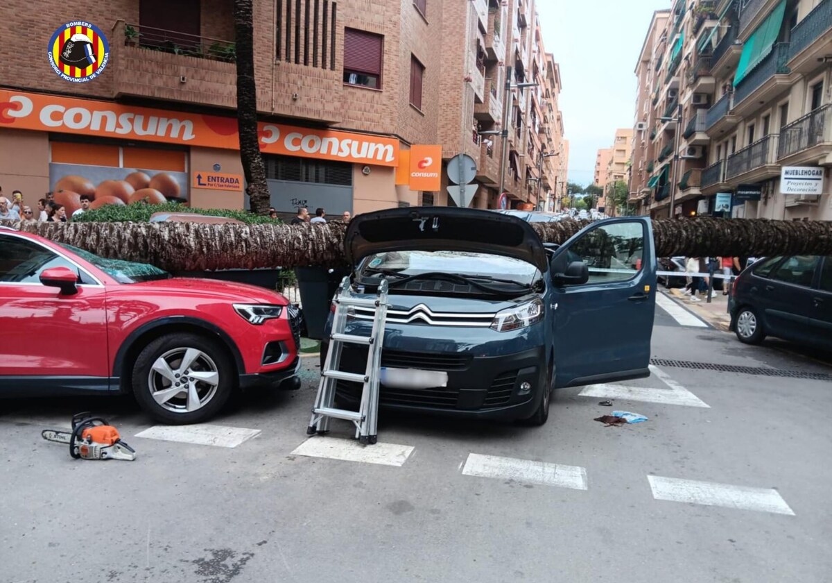 Cae una palmera por la lluvia, destroza tres vehículos y hiere a un conductor