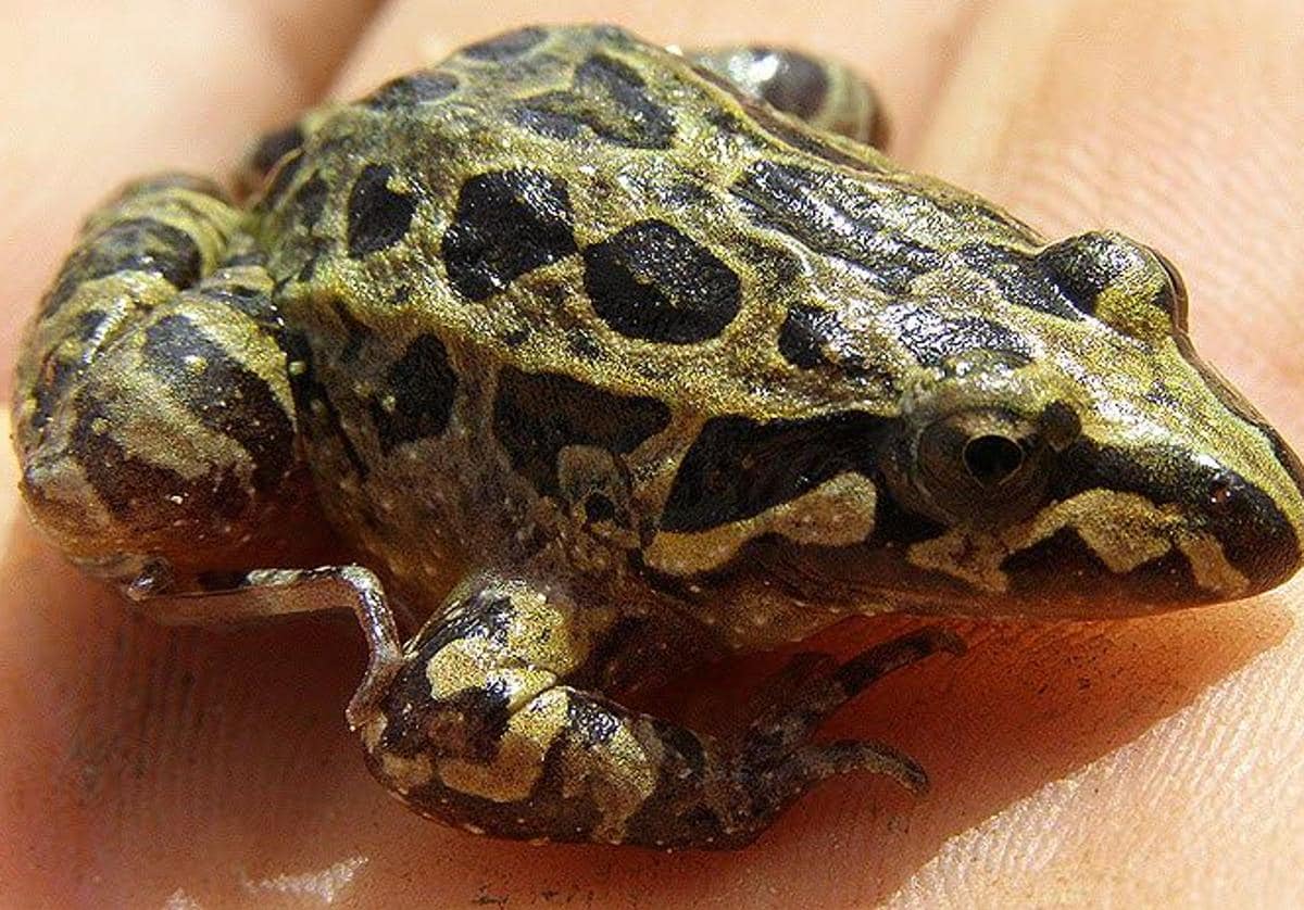 Detectan la presencia del anfibio más amenazado de la Comunitat en el Parque Natural del Prat de Cabanes