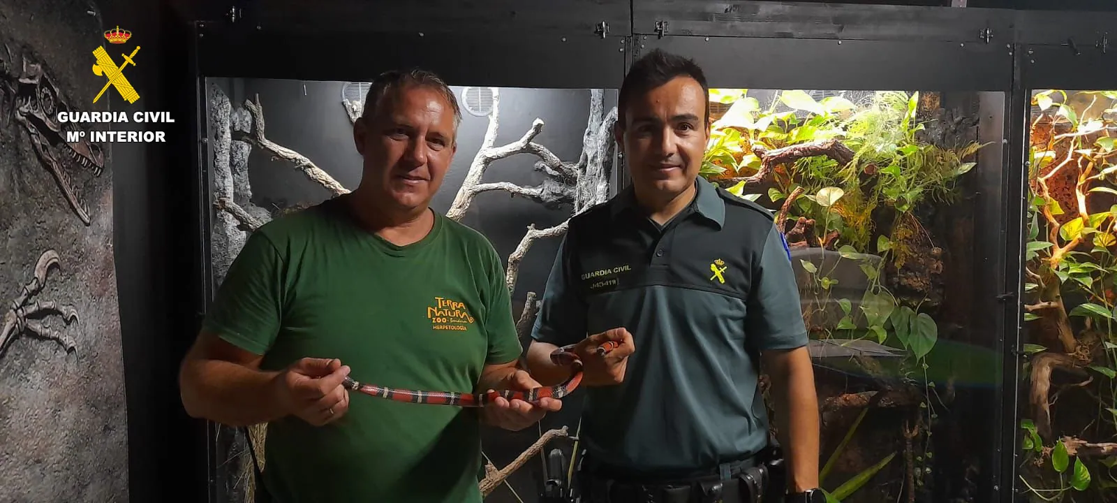 Terra Natura Benidorm recibe una serpiente rescatada por la Guardia Civil en una vivienda de Massanassa