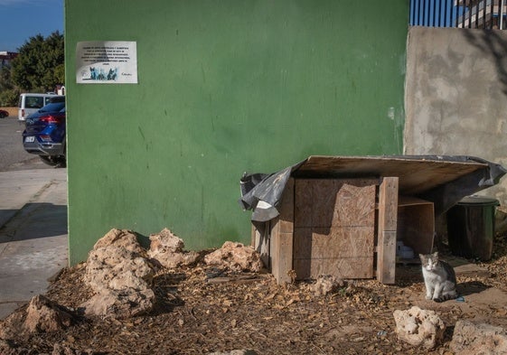 Una colonia felina.