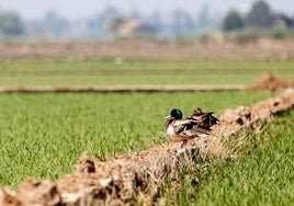 Aves entre arrozales en la Albufera.