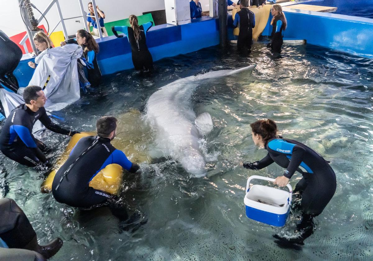 Rescatan dos belugas de un acuario de Ucrania y las trasladan al Oceanogràfic de Valencia