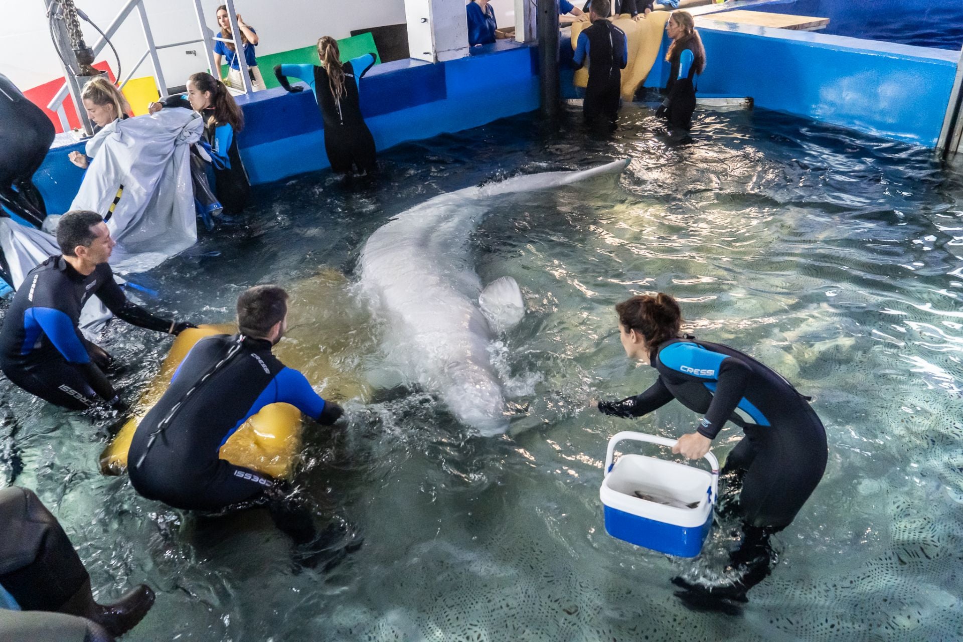 Cuidadores con una de las belugas