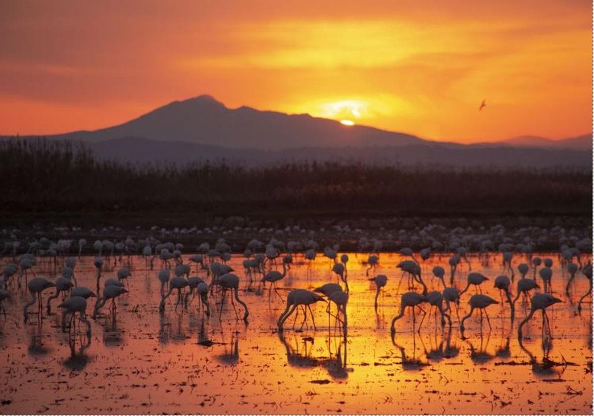 ‘L’últim instant’ brilla en el concurso fotográfico sobre la Albufera