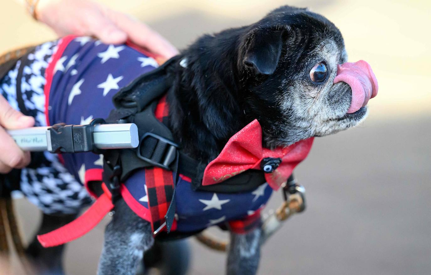 Los perros más feos del mundo compiten en California