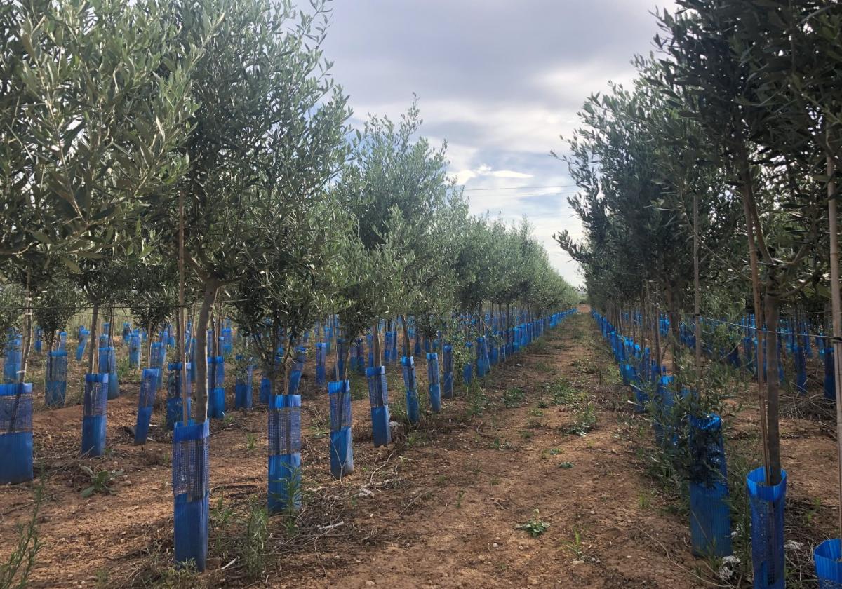 Modernización. La tendencia con futuro apunta a plantaciones grandes e intensivas, con recolección mecanizada y riego de apoyo. Abajo, vivero con miles de plantones de olivos en Alcásser.