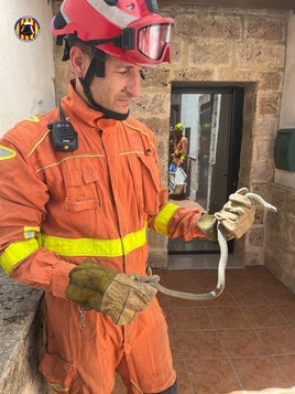 La serpiente capturada por los bomberos.