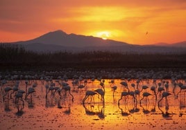 Fotografía ganadora. 'L'últim instant', de Guillermo Aguilar, ganó el concurso.