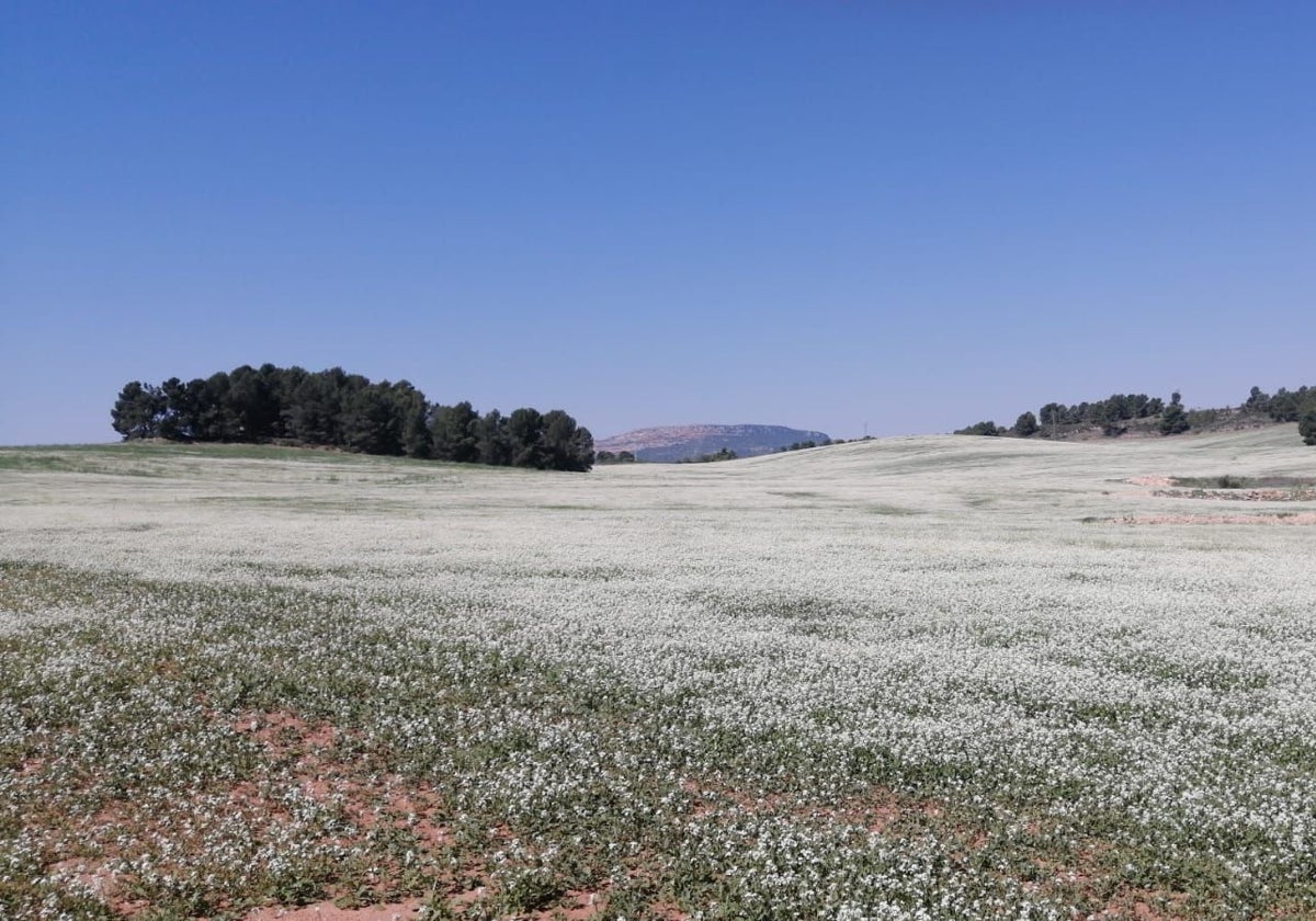 Terrenos en los que se ubicará una de las plantas.