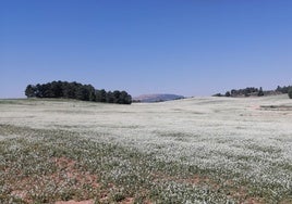 Terrenos en los que se ubicará una de las plantas.