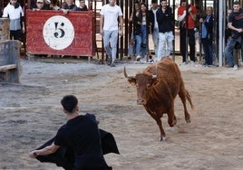 Un joven cita a un toro en Cheste.