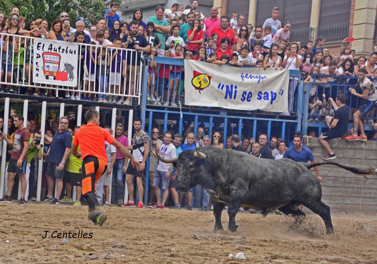 El público llena todos los festejos de los bous al carrer.