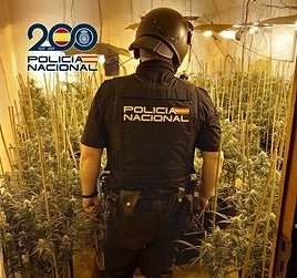 Una de las plantaciones desmanteladas por la Policía Nacional.