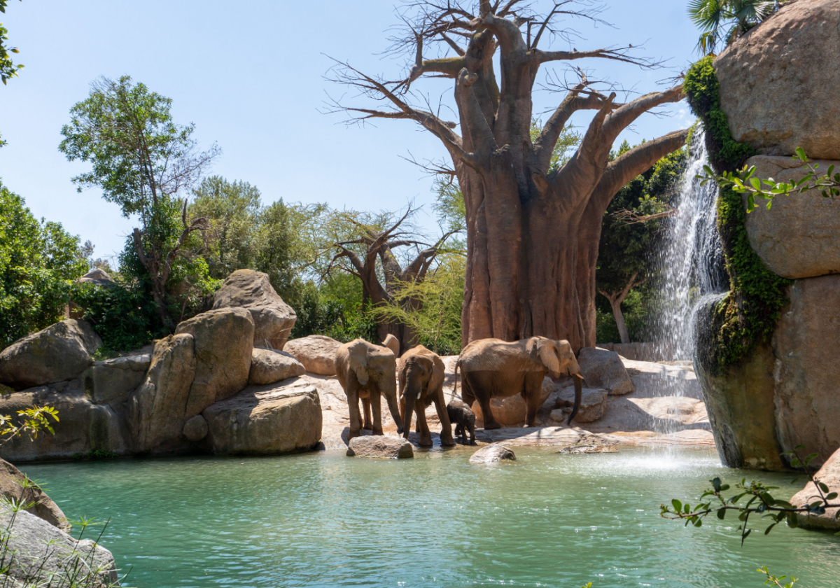 Bioparc ofrece un verano de novedades en un oasis de naturaleza salvaje en la ciudad