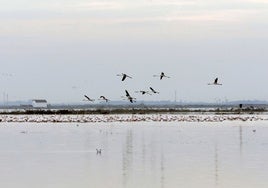 Unos flamencos sobrevuelan campos inundados de la Albufera.