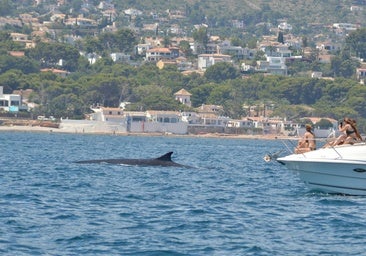 Sesenta rorcuales avistados esta temporada en aguas de Dénia