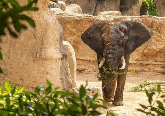 Bioparc Valencia