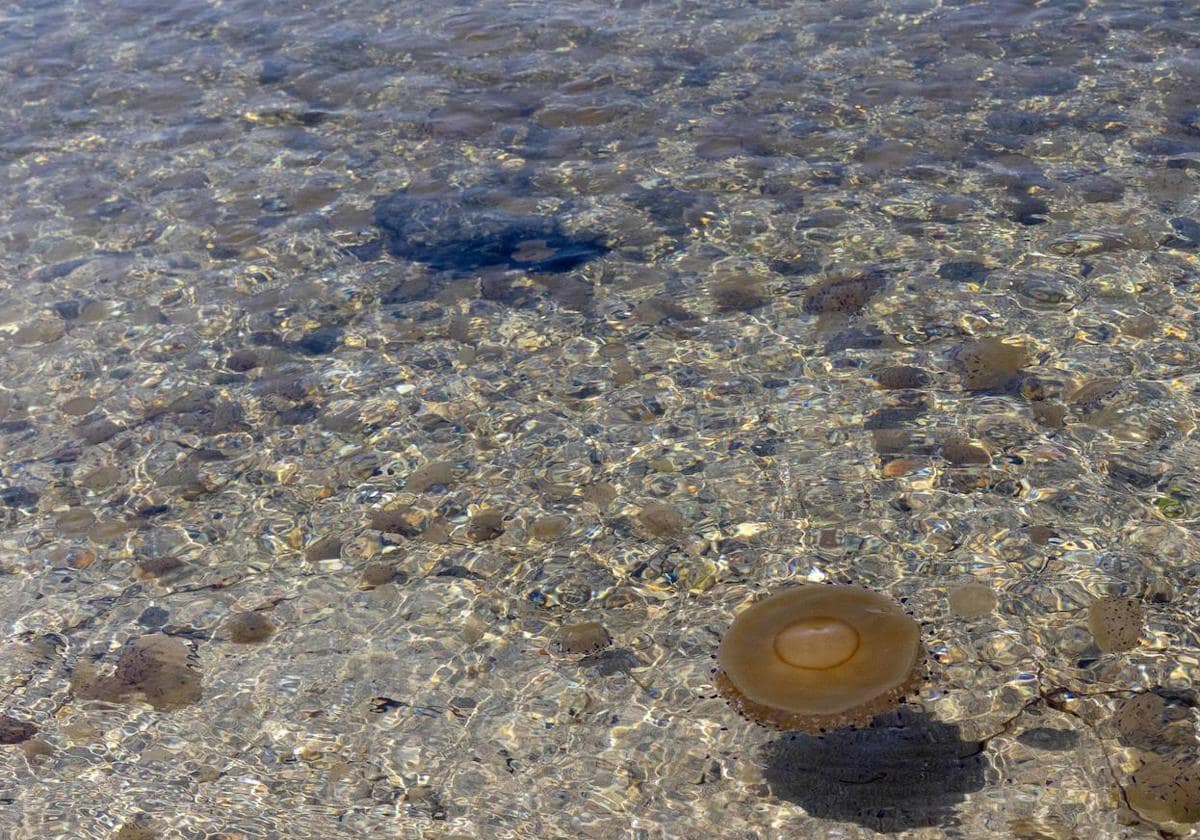 Las playas valencianas están en peligro de medusas hoy, miércoles 10 de julio.