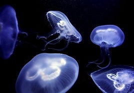 Medusas luna (Aurelia aurita) en la exposición del Aquarium de Barcelona.