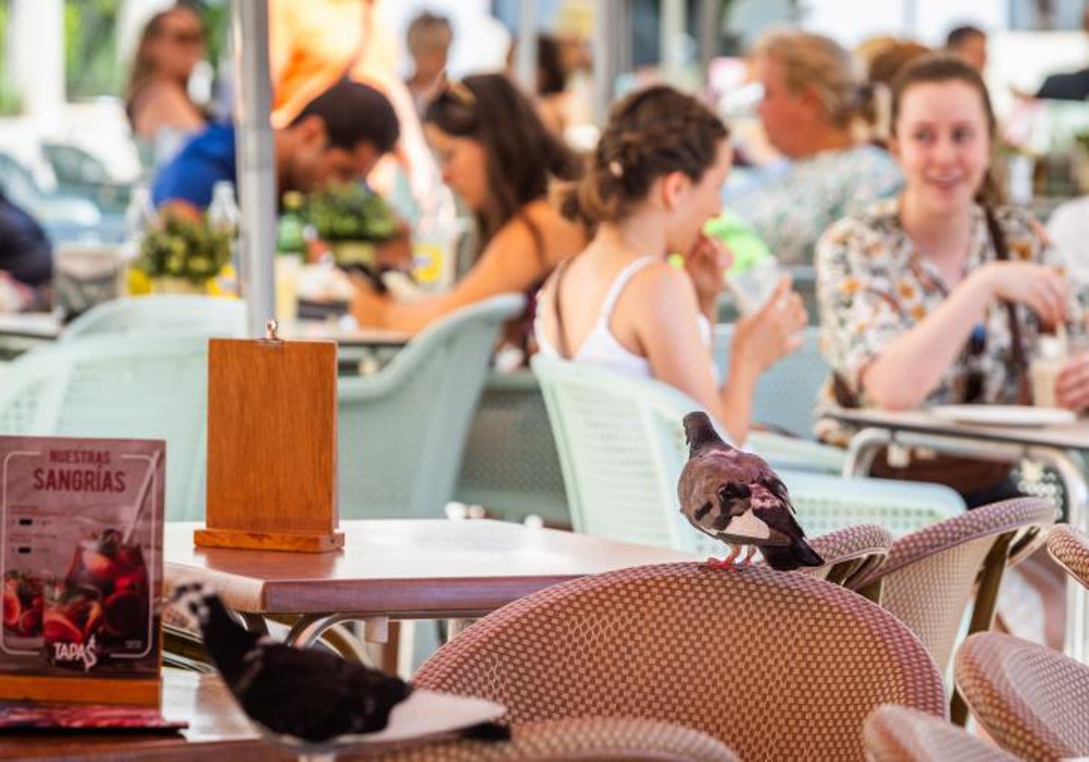 Dos palomas, en sendas mesas en una terraza del centro de Valencia.