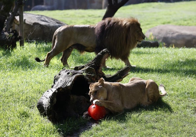 La leona del Bioparc disfruta de un helado.