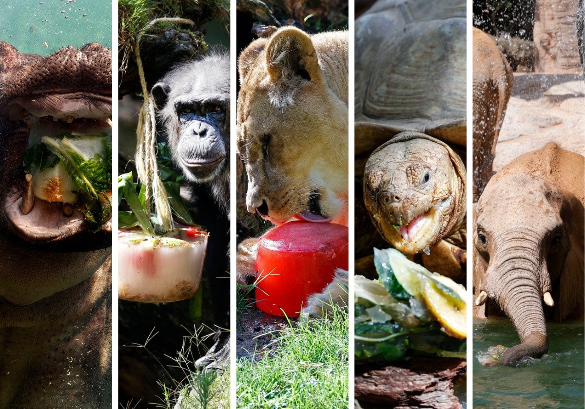 Varios animales se refrescan en Bioparc.