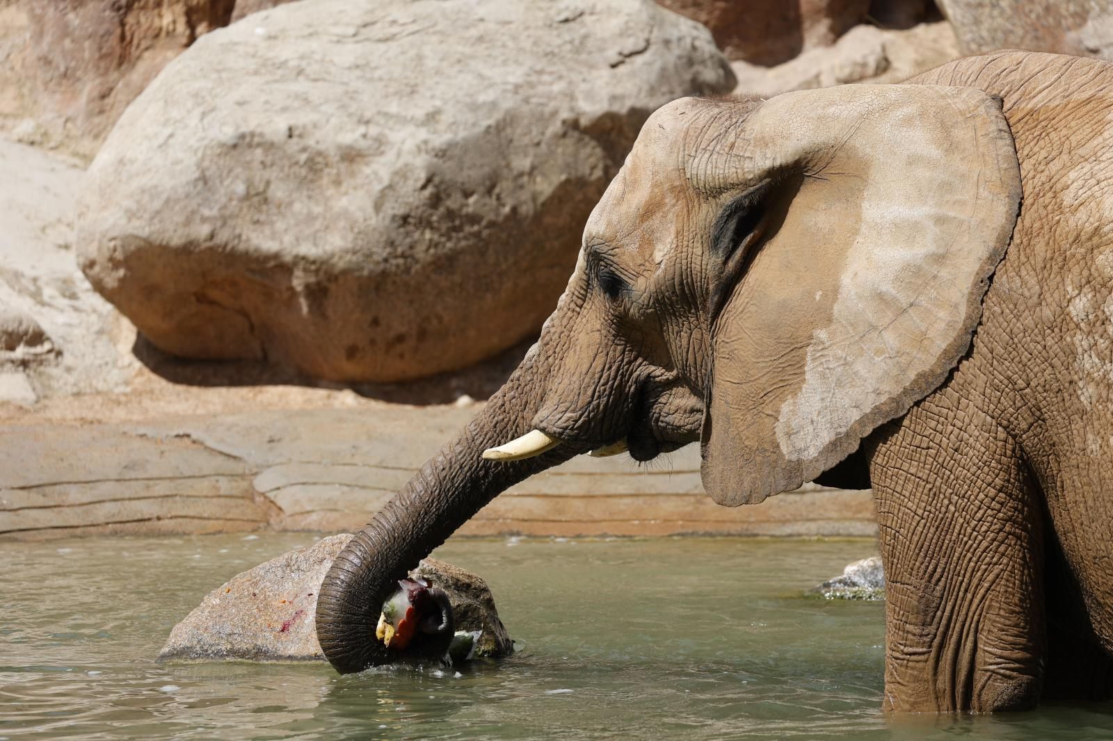 Helados gigantes, lluvia artificial y baños para los animales de Bioparc ante el calor