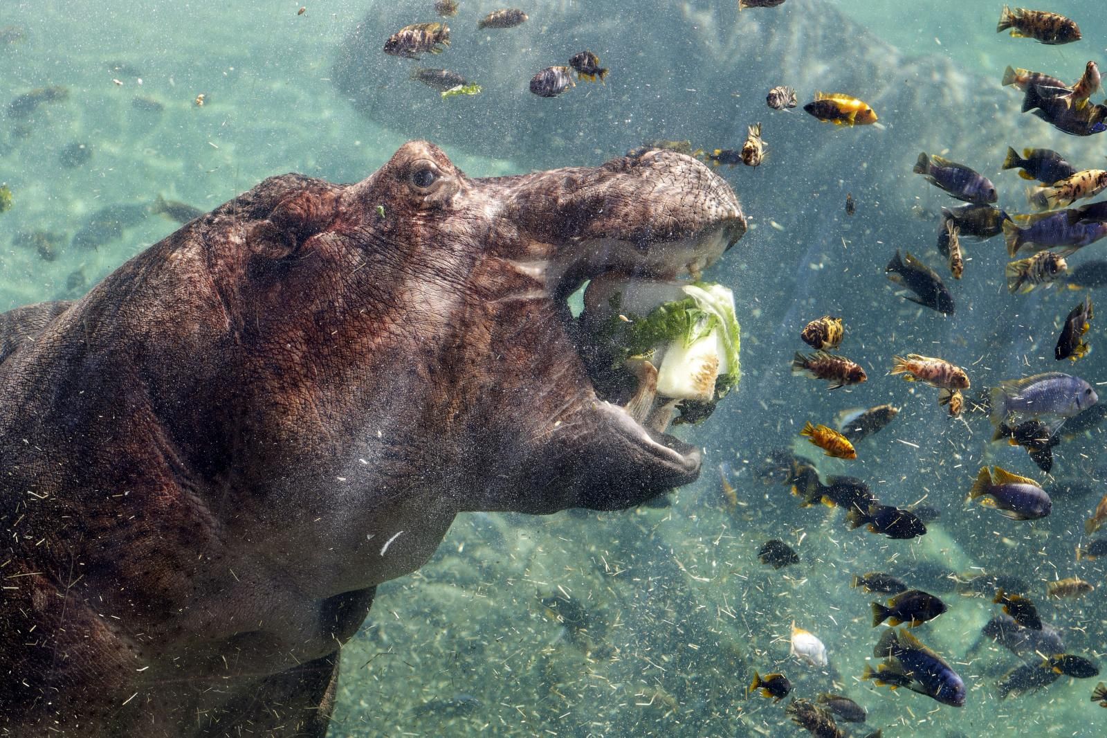 Helados gigantes, lluvia artificial y baños para los animales de Bioparc ante el calor