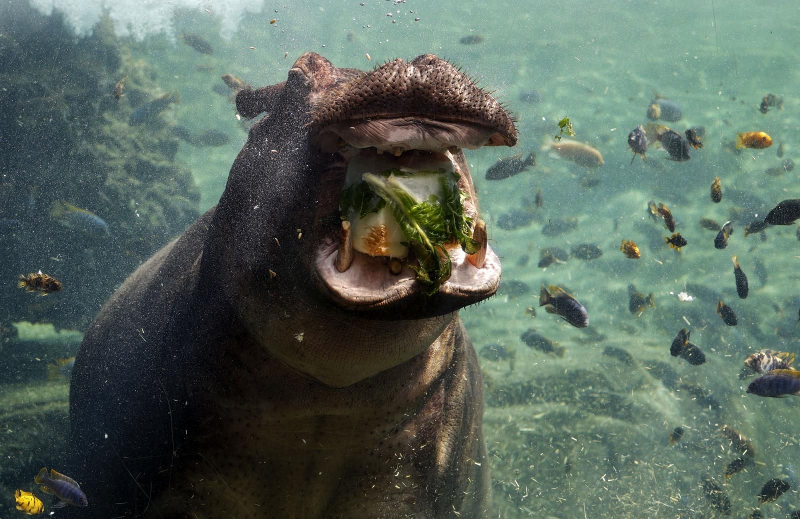 Helados gigantes, lluvia artificial y baños para los animales de Bioparc ante el calor