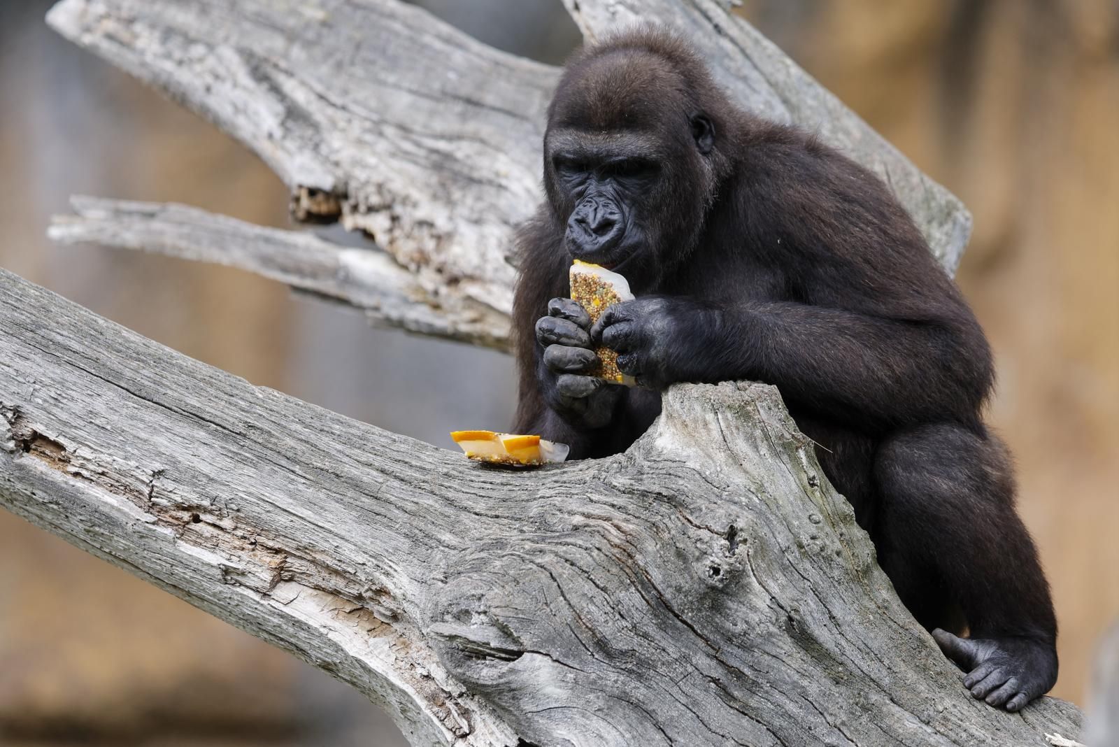 Helados gigantes, lluvia artificial y baños para los animales de Bioparc ante el calor