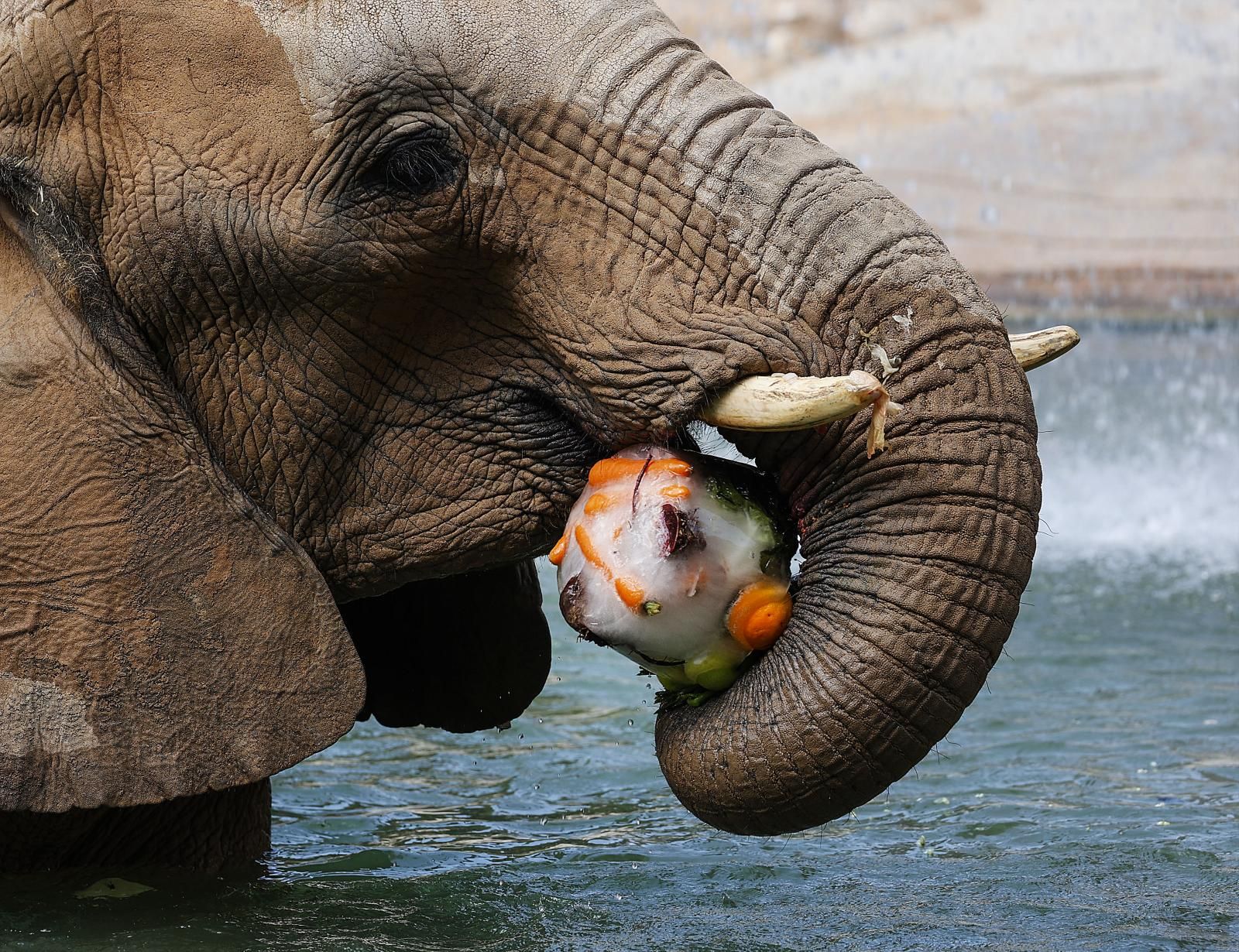 Helados gigantes, lluvia artificial y baños para los animales de Bioparc ante el calor