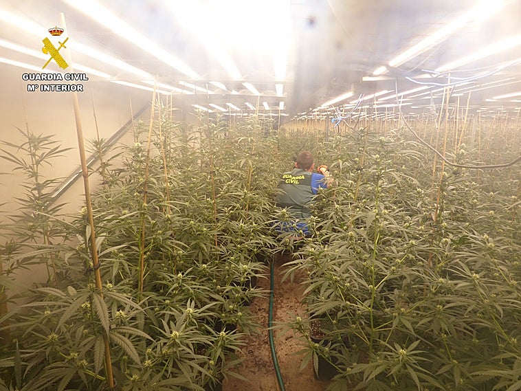 Desmantelan un cultivo con 861 plantas de marihuana en el interior de una vivienda de Daimús