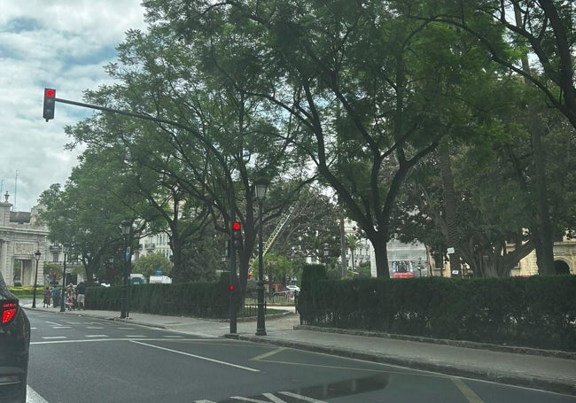 El jardín de la Glorieta, este miércoles durante la revisión de los ficus.