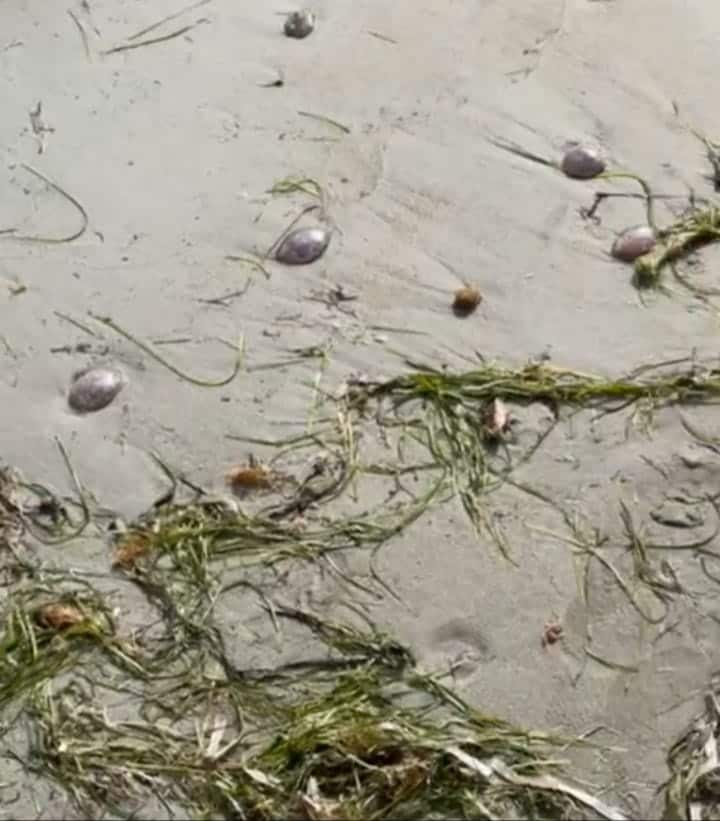 Bandera amarilla en las playas del litoral sur de Dénia por la presencia de medusas 