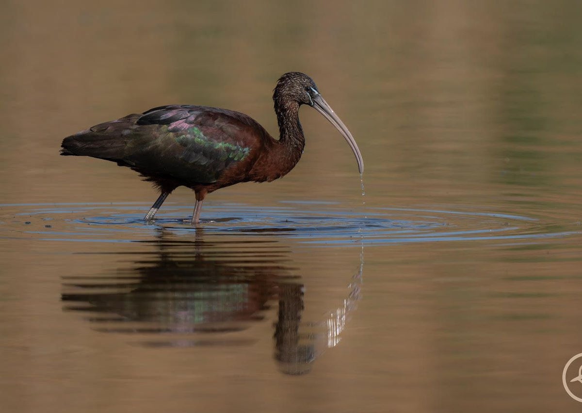 Imagen secundaria 1 - Algunas de las especies de aves que se pueden avistar en la Albufera de Valencia.