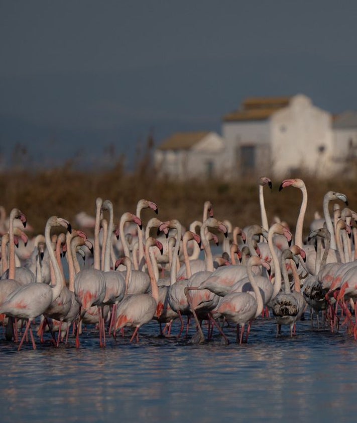 Imagen secundaria 2 - Algunas de las especies de aves que se pueden avistar en la Albufera de Valencia.