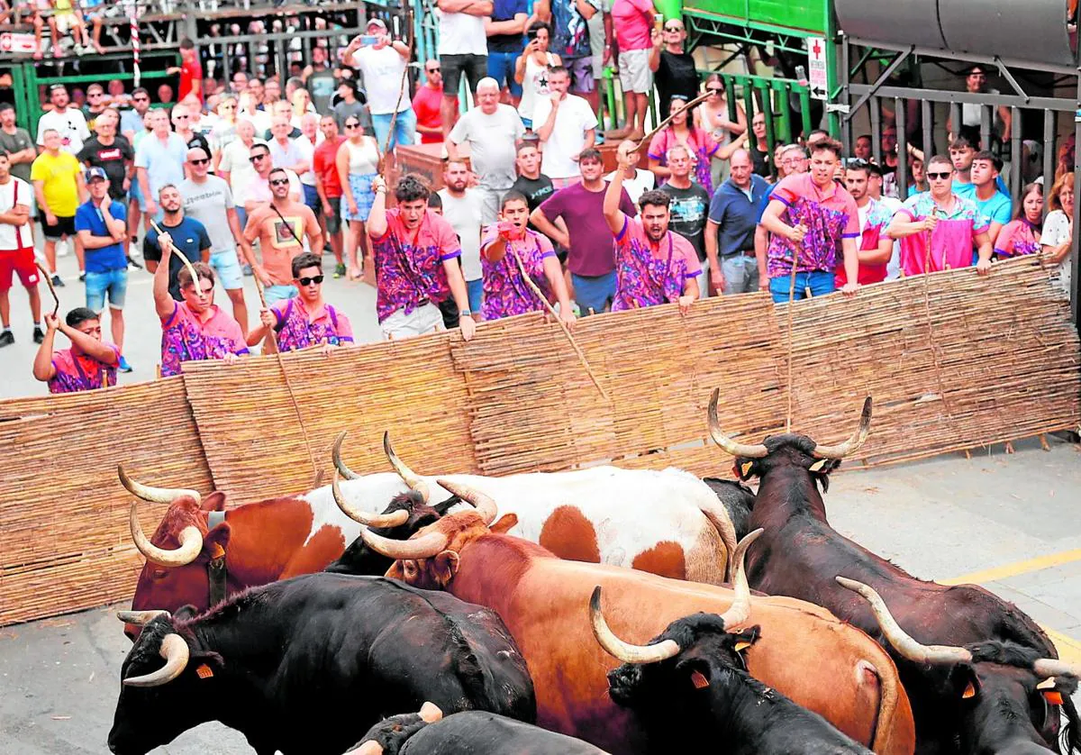 Pedreguer y sus entradas de toros con identidad propia | Las Provincias