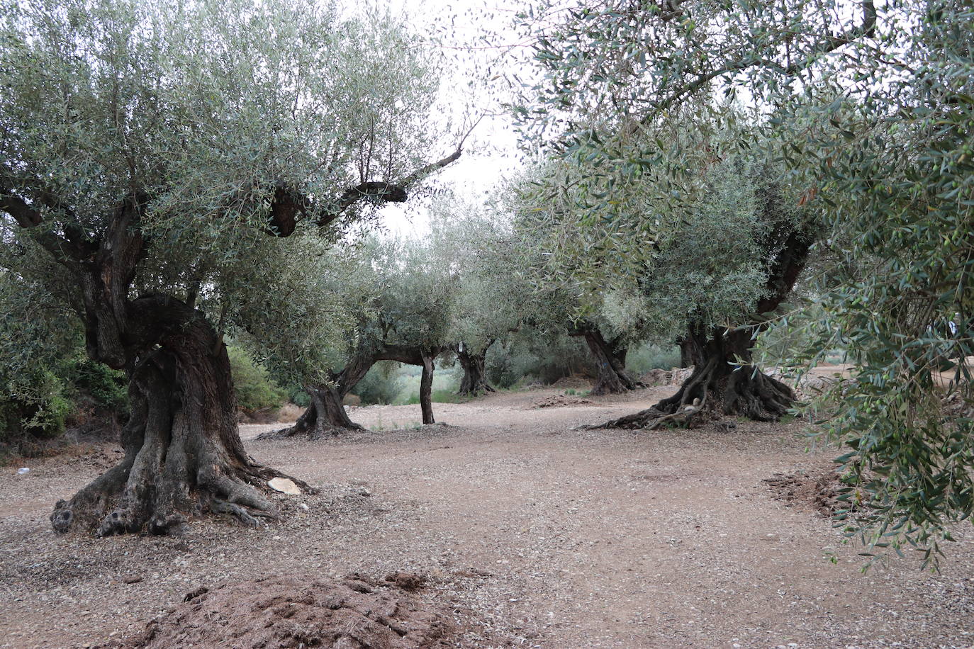 Imagen secundaria 1 - La producción de Madamua se realiza en Massanassa con olivos milenarios de Castellón. Actualmente tienen a la venta cinco productos que exportan a varios países.