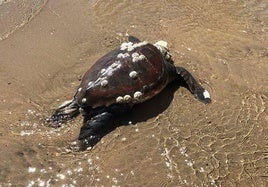 Una tortuga marina en una imagen de archivo.