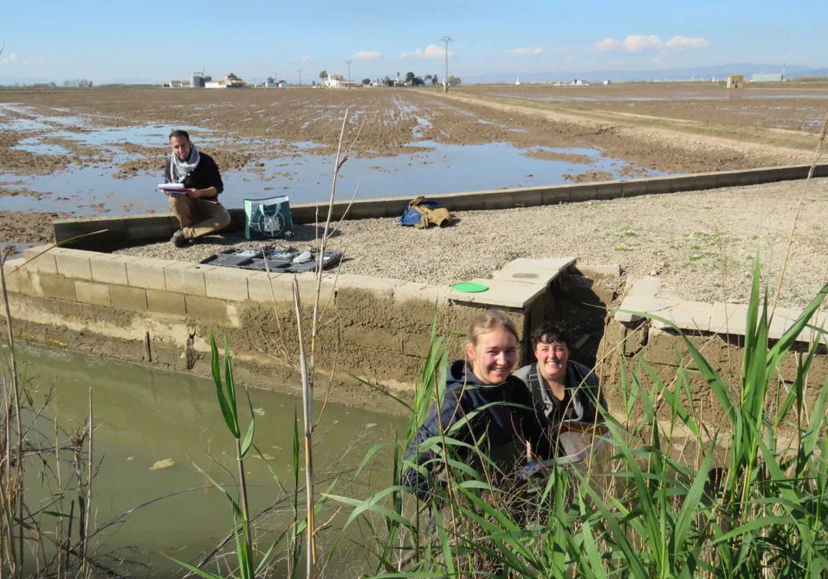 Ayuda sin coste a los arroceros para preservar la Albufera 