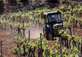 Un tractor atraviesa un campo de vides afectado por la sequía en Requena