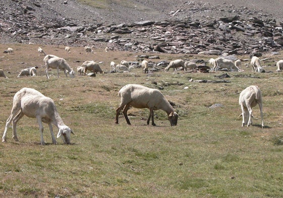 Los animales se están viendo afectados por la sequía.