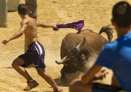 Un joven recorta al toro pasando muy cerca de sus astas.