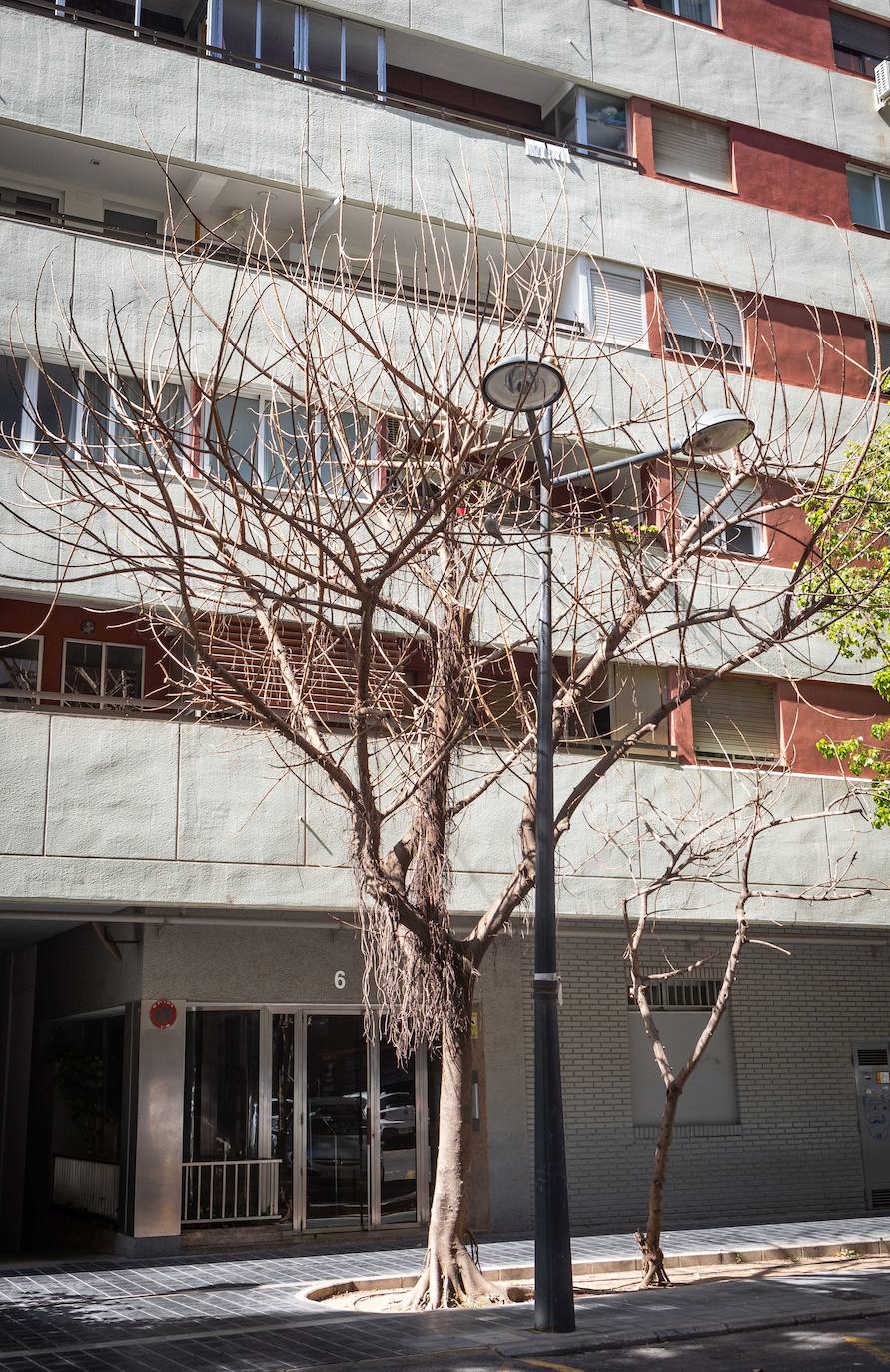 Fotos: Un ficus de Valencia «muere» tras una inyección de veneno