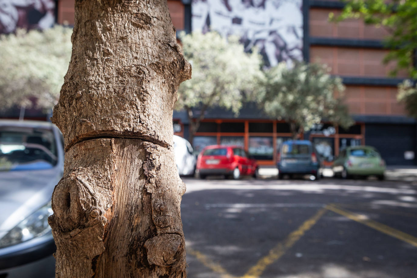 Fotos: Un ficus de Valencia «muere» tras una inyección de veneno