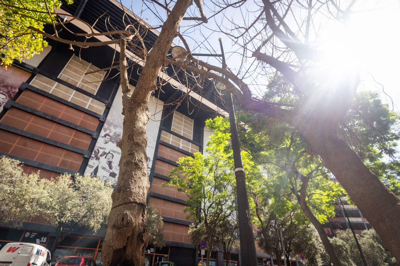 Fotos: Un ficus de Valencia «muere» tras una inyección de veneno