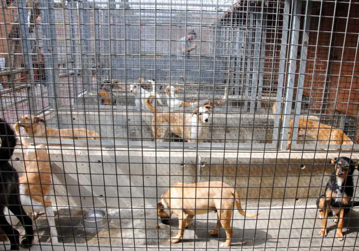 Diez animales al día entran en el refugio de Modepran en el último mes 