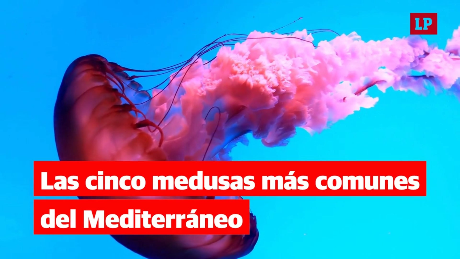 Las cinco medusas más comunes del Mediterráneo