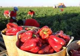 Este marisco puede incluirse en una gran cantidad de recetas.