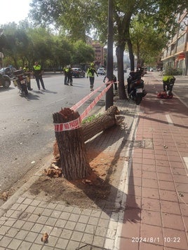 Árbol caído en la avenida Maestro Rodrigo.